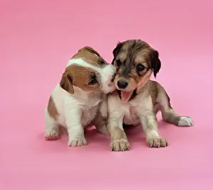Saluki: DOG - Jack Russell Terrier puppy and Saluki puppy