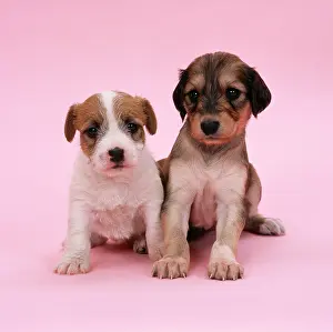 Saluki: DOG - Jack Russell Terrier puppy and Saluki puppy