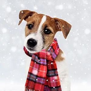 Scarf: Dog - Jack Russell Terrier Puppy wearing Christmas