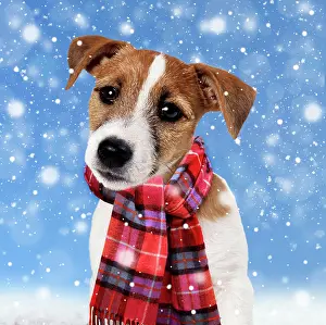 Scarf: Dog - Jack Russell Terrier Puppy wearing Christmas