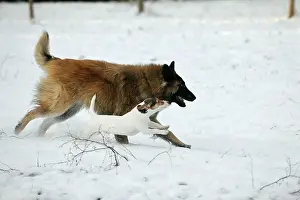 Alongside: DOG. Jack russell terrier running alongside tervuren