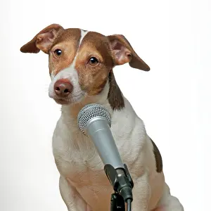 Microphone: DOG - Jack russell terrier singing into microphone