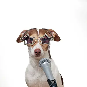 Microphone: DOG - Jack russell terrier singing into microphone