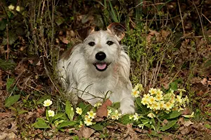 Primroses: DOG - Jack russell terrier sitting in primroses
