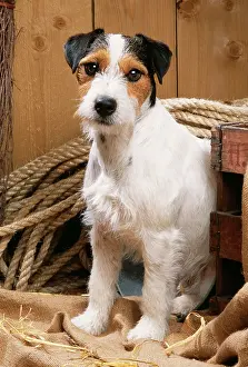 Stables: DOG - Jack Russell Terrier, sitting by rope in stable