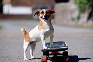 Docked: Dog - Jack Russell Terrier skateboarding