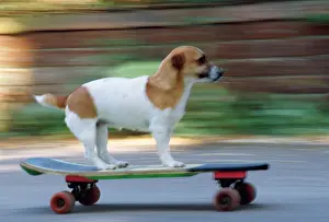 Skateboarding: DOG - Jack Russell Terrier skateboarding