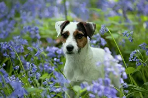 In Field: DOG - Jack russell terrier standing in bluebells