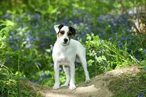 In Field: DOG - Jack russell terrier standing in bluebells