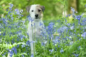 In Field: DOG - Jack russell terrier standing in bluebells