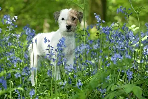 In Field: DOG - Jack russell terrier standing in bluebells