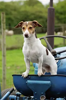 Jack: DOG. Jack russell terrier standing on tractor