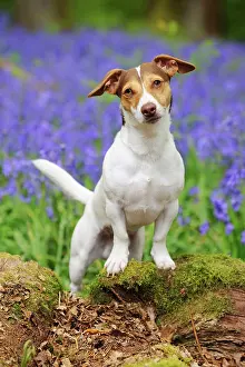 Jack: DOG. Jack russell terrier standing on tree root