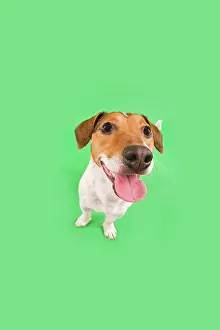 Lense: Dog - Jack Russell Terrier - in studio fish-eye lense