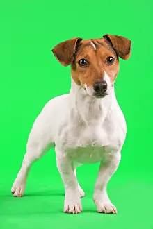 Russels: Dog - Jack Russell Terrier in studio with green background
