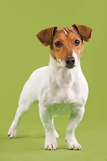 Russels: Dog - Jack Russell Terrier in studio with green background