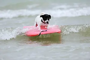 Surfing: DOG. Jack russell terrier surfing