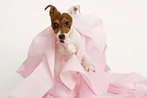 Roll: Dog - Jack Russell Terrier - With toilet roll