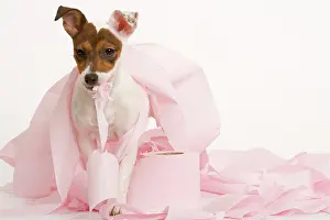 Roll: Dog - Jack Russell Terrier - With toilet roll