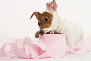 Roll: Dog - Jack Russell Terrier - With toilet roll