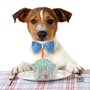 Bowties: DOG. Jack russell terrier wearing bow tie sitting