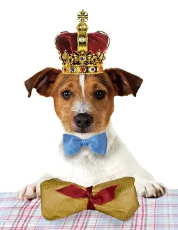 Bowties: Dog - Jack russell terrier wearing bow tie sitting