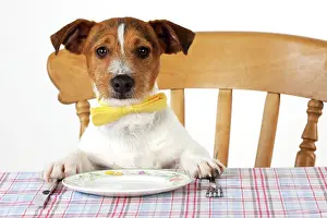 Jack: DOG. Jack russell terrier wearing bow tie sitting at table