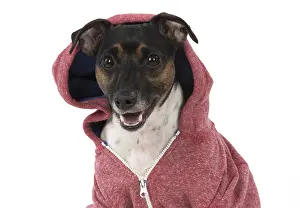 Hoodies: DOG. Jack Russell Terrier, wearing a hoodie