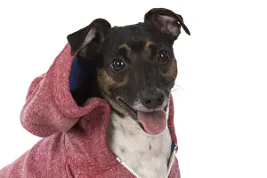 Hoodies: DOG. Jack Russell Terrier, wearing a hoodie