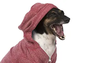 Hoodies: DOG. Jack Russell Terrier, wearing a hoodie