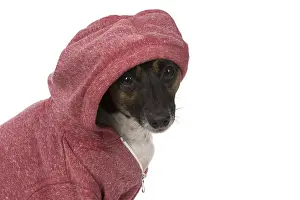 Hoodies: DOG. Jack Russell Terrier, wearing a hoodie