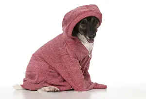 Hoodies: DOG. Jack Russell Terrier, wearing a hoodie