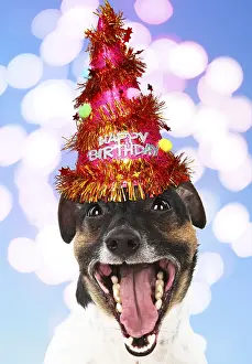 040718: DOG. Jack Russell Terrier wearing Party hat, Happy