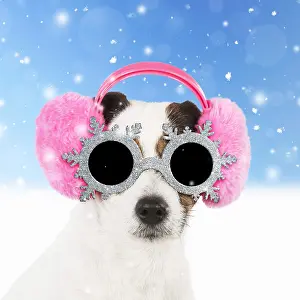 Earmuffs: DOG - Jack Russell Terrier wearing pink ear muffs