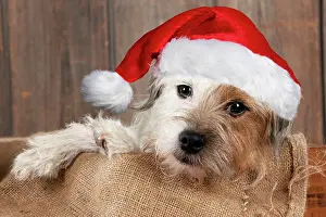 160520: DOG - Jack Russell Terrier wearing a red Christmas hat