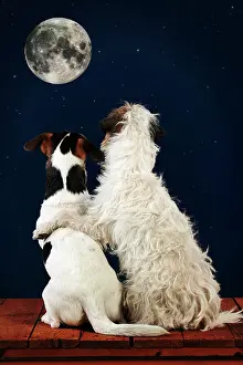 Moonlight: DOG - Jack russell terriers