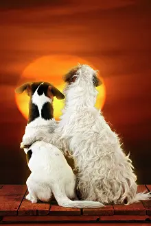 Thoughtful: DOG - Jack russell terriers