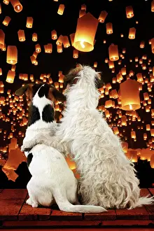 Congratulations: DOG - Jack russell terriers