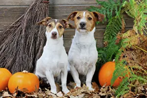 Broom: DOG. Jack russell terriers with broom and pumpkins