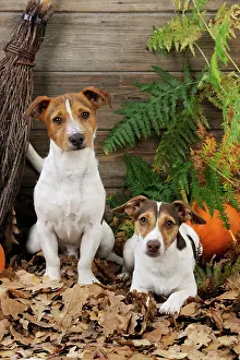 Broom: DOG. Jack russell terriers with broom and pumpkins