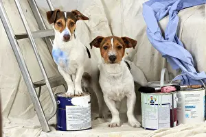 Decorating: DOG. Jack russell terriers painting and decorating