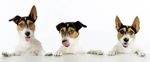 Cheeky: Dog - Jack Russell Terriers. Three in a row
