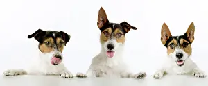 Cheeky: Dog - Jack Russell Terriers. Three in a row