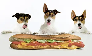 Drooling: Dog - Jack Russell Terriers. Three in a row dribbling