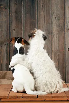 Shoulder: DOG - Jack Russell Terriers - sitting together
