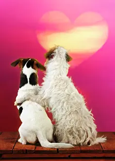 Thoughtful: DOG - Jack russell terriers sitting together