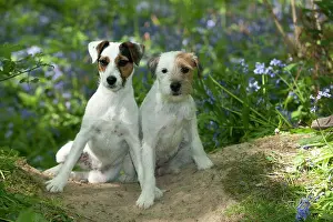 In Field: DOG - Jack russell terriers sitting together in bluebells