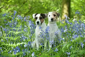 In Field: DOG - Jack russell terriers sitting together in bluebells