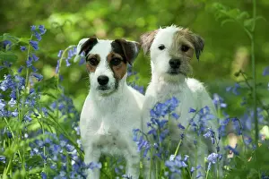 In Field: DOG - Jack russell terriers standing together in bluebells