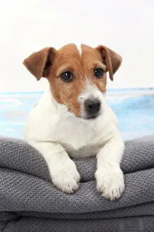 Russells: Dog Jack Russell on towel